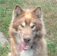 Canadian Eskimo Dog