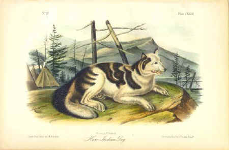 Hare Indian Dog Audubon