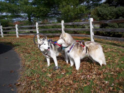 Paige Bluhm Photo : Bikejoring boys Cooper & Kismet discuss who did best on their run