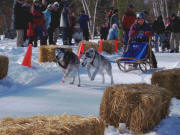 Jordyn Bzdok, Cross Lake MN Dog Derby