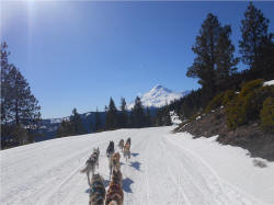 April Cox Photo : 8 dog team running the Siskiyou Sled Dog Races