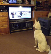 Jolene Giese Photo : Garth watching training video