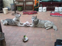 Philippe Photo : Mirroring huskies