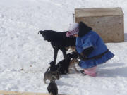 Andrew Porter's daughter with puppies