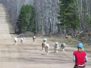 Kim Scharmer - Stampede of Pups