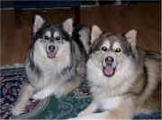 Gayle Adkinson's McKenzie River Huskies