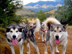 Gery Allan Photo : 2014 Fall training at Malamute Ranch