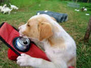 Jess Allen Pup Drinking Pepsi