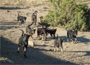 Butch Austin's sled dog puppies free running