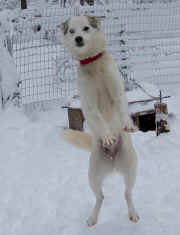 Kim Berg's Bongo Doing his snow dance