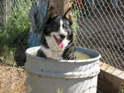 Allan &Tabby Berge's "Railroad" Frankie in the spa