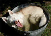 Bertrand's Takotna cooling off