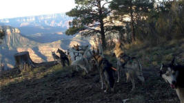 Neal Bowlen Photo : Grand Canyon Run