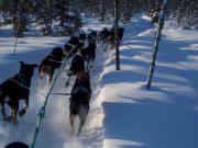 Martin Buser's dogs traininig in Trapper Creek, Ak