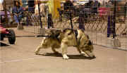 Regina Caldwell's Puck at the 2005 Harrisburg, PA Pull