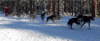 April Cox photo : Pat Campbell's team at the 2013 Siskiyou Sled Dog Races