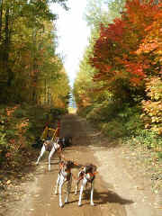 Capon Aspen Alley