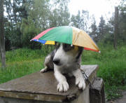 Louise Cooke Photo : Ninja Max Not Enjoying the Rain