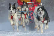 Dave Daley's team preparing for the Hudson Bay Quest