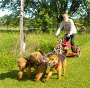 Cliff Maxfield running Airedales