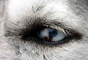 Deckert Takoda's Eye