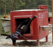 Ellen Donoghue Photo : Husky Homestead thinking outside the box