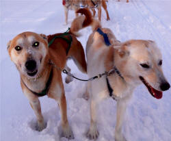 Brad Fetterley Photo : Brotherly Love - Elliot & Everest