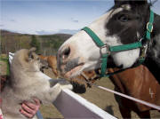 Jaye Foucher Photo: is Sibersong's Take A Chance on Me meeting a horse 