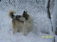 Joyce Frantz - 2011 April Snow in Wisconsin