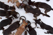 Michael Tetzner's dogs having a snack