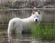 Camille Haglin's Tundra going for a swim