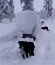 Dori Hollingsworth Too Much Snow