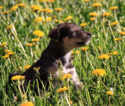 Puppy from Heywood Kennel, Stockholm, Maine