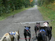 Kevin Quist Heywood Kennel training bird dogs