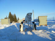 Howling Husky Homestead Photo