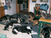 A Full house at Camp K9 Kin in Fairbanks, Alaska