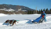 1st Trophy Balto Sleddog Baby - Junior Musher