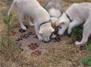 Vanessa Ivy's new Seppala Siberian puppies 