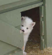 Jo Kelly's Canadian Eskimo Dog Pup Piqsiq 