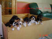 Jacqui Kelly Puppies