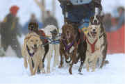 Bob & Jan Kiesling's Cocoa - Lead dog