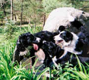 Linda Lange's Border Collie crosses in birdbath