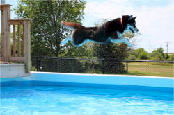 Lori Leaney Photo : Diva -  Dock Jumping Champion