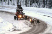 Lightning Bolt Racing Kennel dog power