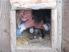 Sophie Whelping Box