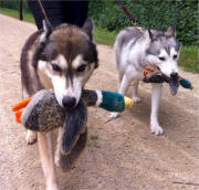 Dan & Cathy Moll Photo: Bird Dogs