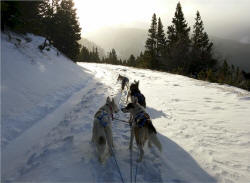 New Hope Seppalas Photo : First Sled Run of 2014