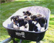 Nolke Puppies