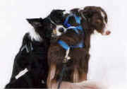 Northern Borders Sledding Border Collies