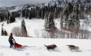 Steve Ortgiesen Springtime Mushing in Utah